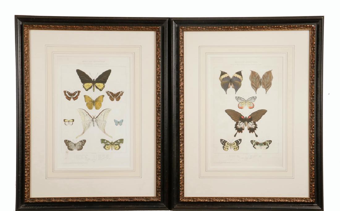 PAIR 19TH C. BUTTERFLY ENGRAVINGS (1 of 3)