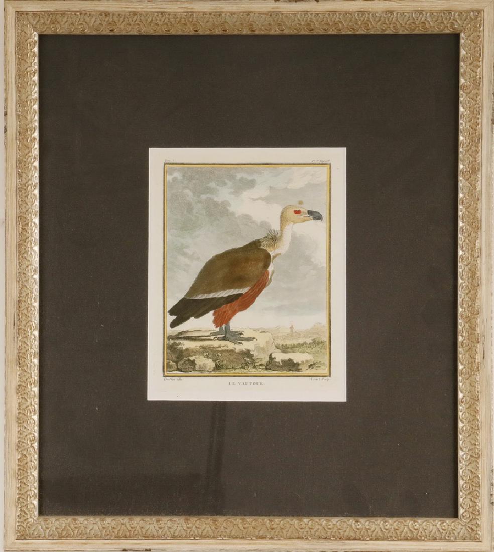 FRENCH VULTURE ENGRAVING (1 of 2)