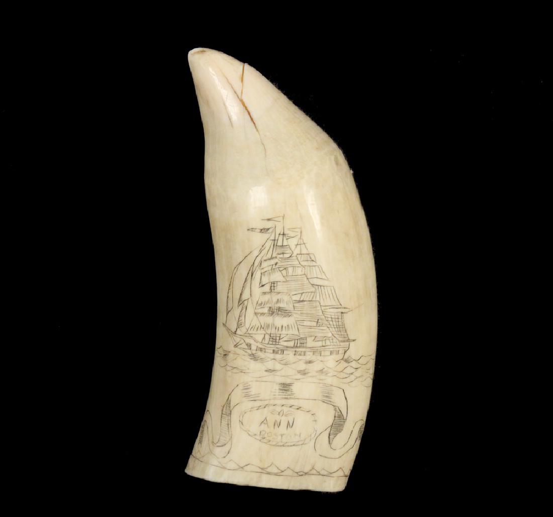 SCRIMSHAWN WHALE'S TOOTH: Early 20th c. Ship's Portrait of the whaler "Ann" of Boston, depicted under full sail, the reverse with distant view of ship and a single seagull (Land Ho!), 5" tall. Shrinkage cracks.