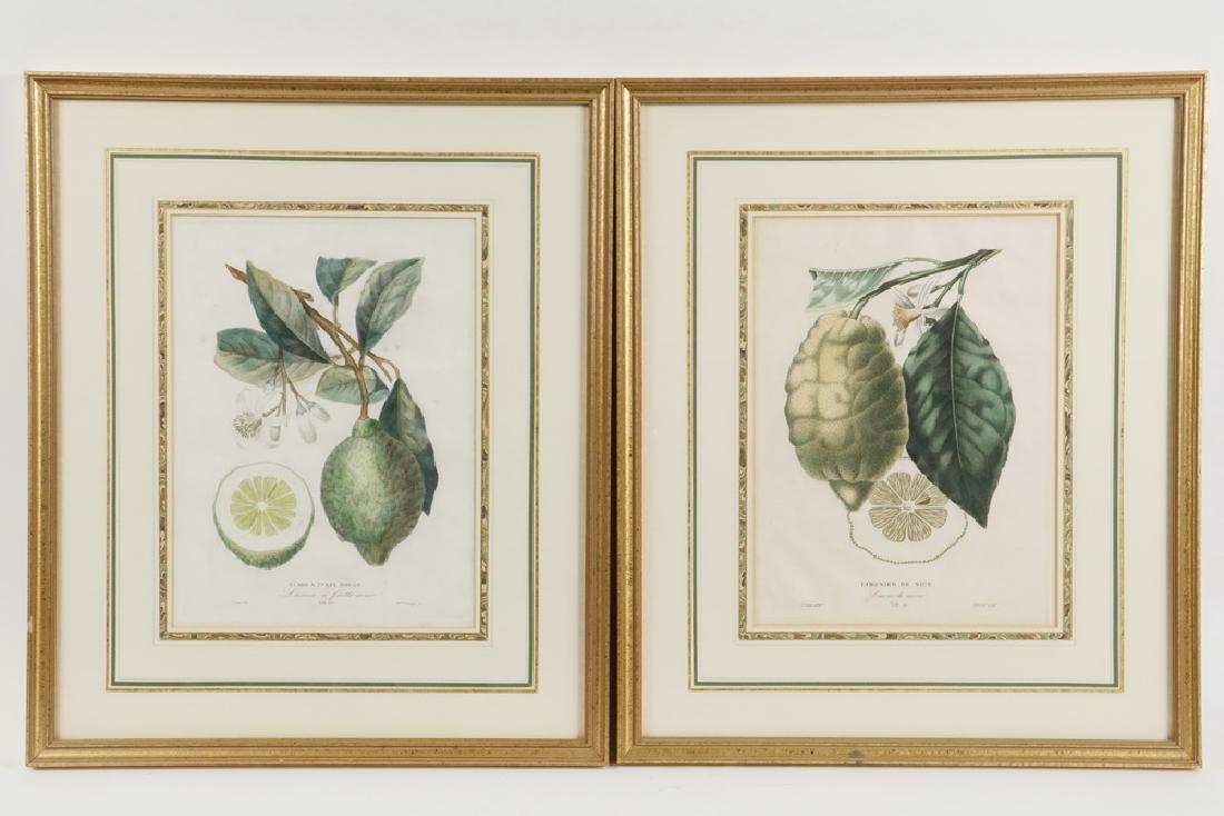(2) CITRUS ENGRAVINGS BY POITEAU (FRANCE, 1766-1856) & (1 of 3)