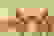 item-61975556=3