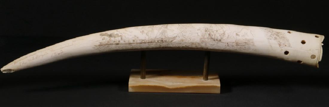 SCRIMSHAW WALRUS TUSK: Large Scrimshaw Decorated Walrus Tusk, engraved with a maritime battle scene "The Rebel from 'Merrimac' running down The U.S. Frigate 'Cumberland', 1862" with Confederate flag, pierced and scalloped e