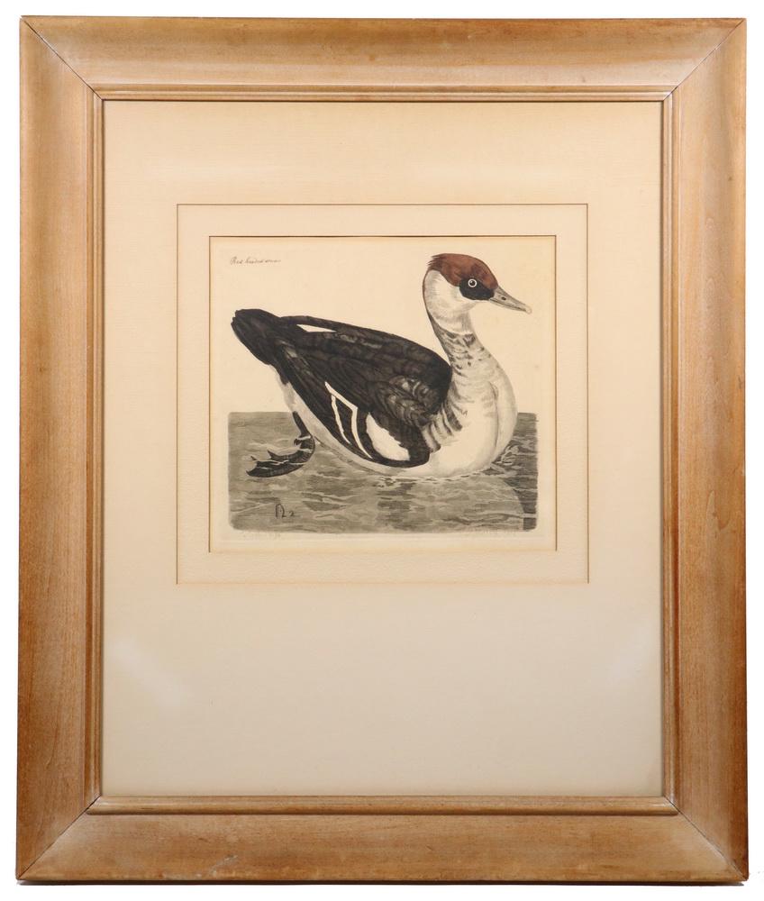 PETER MAZELL (UK, 1733-1808): "Red Headed Swan", hand colored wood engraving, after the painting by Peter Paillou (UK, 1757-1831), signed in plate. In a maple cove frame, matted and glazed, OS: 25 1/2" x 29 1/2", impression: 8 3/4
