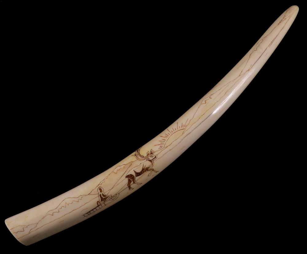 INUIT WALRUS TUSK, DECORATED, SIGNED DATED 1962, 19: Scrimshaw decorated with man on sledge being pulled by caribou, the reverse with polar bear stalking a seal, marked "Alaska, E.S., 1972". Good condition.