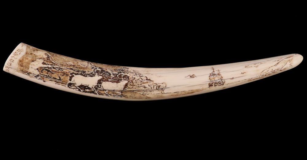 INUIT WALRUS TUSK, DECORATED, 16 3/4" LONG: Marked "Alaska, 1956". Decorated with a man on a sled being pulled by two caribou, a Coast Guard Ice Breaker cutting a channel, the reverse with walrus and polar bear. Loss to some inking.