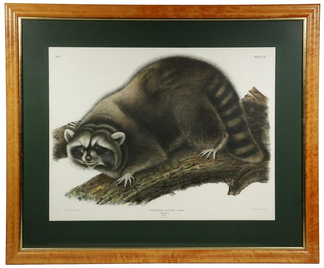 JOHN JAMES AUDUBON (NY/FRANCE, 1785-1851): Audubon Imperial Bowen Edition, "Quadrupeds of North America", Philadelphia, 1845 "Raccoon, Male." No. 13, Plate No. LXI, hand colored lithograph, in bird's-eye maple frame with forest green mat, glaz