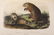 AUDUBON’S QUADRUPEDS OF AMERICA, FIRST OCTAVO