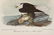 AUDUBON’S BIRDS OF AMERICA, FINAL OCTAVO EDITION,
