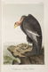 AUDUBON’S BIRDS OF AMERICA, FINAL OCTAVO EDITION, - 4