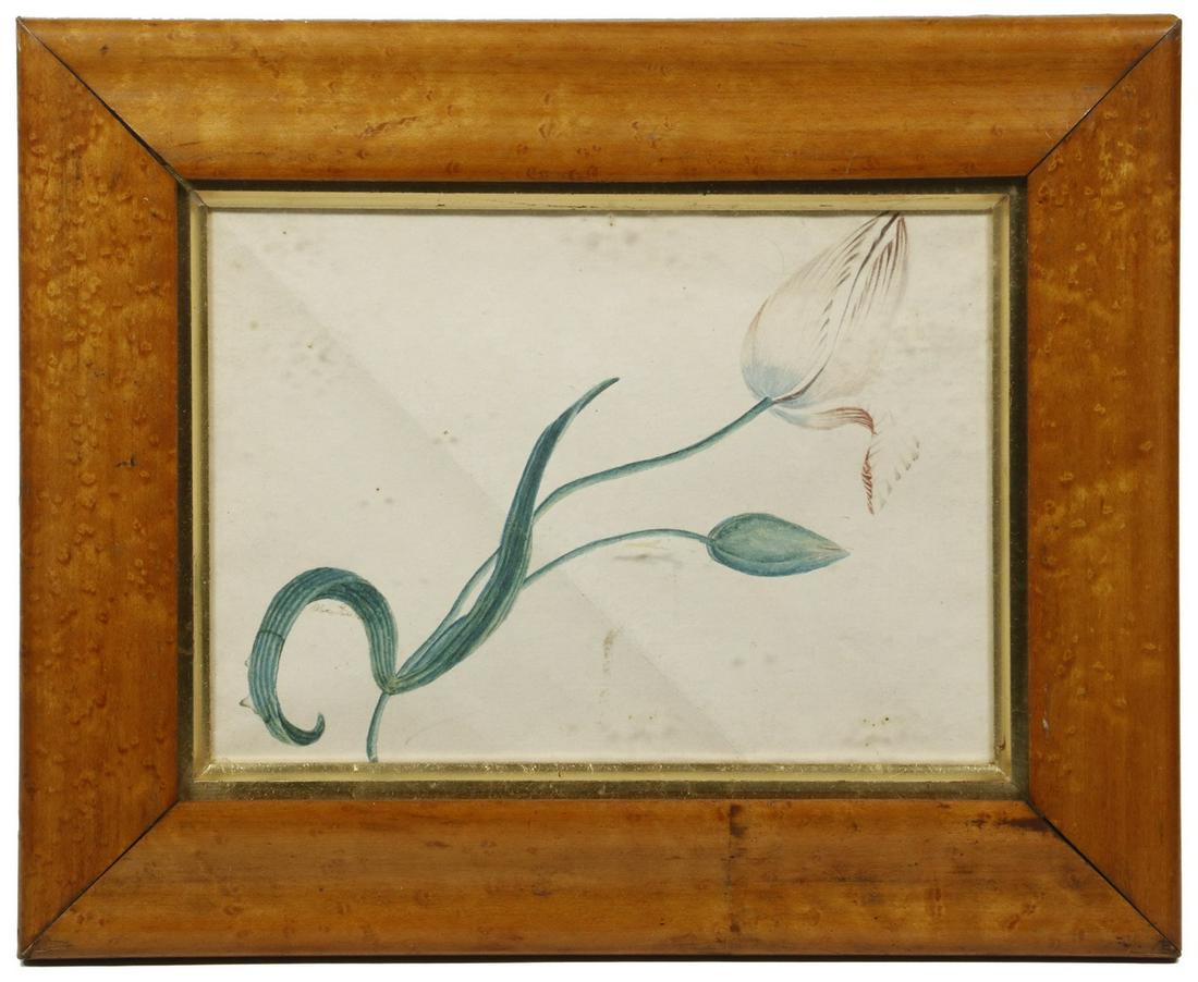 19TH C. SCHOOL GIRL BOTANICAL PAINTING: Study of a Tulip, watercolor on paper, signed Clara Davis lower left, in bird's-eye maple frame with gold liner, glazed, OS: 8 1/2" x 10 1/2", SS: 5" x 7". Diagonal paper crease.