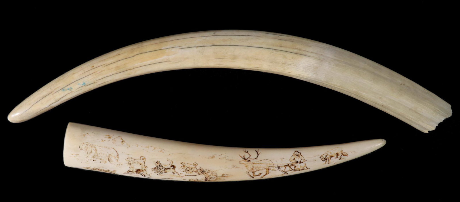 (2) WALRUS TUSKS, ONE IS DECORATED: The smaller decorated on both sides with scenes of a dog team breaking away from a sled to chase a polar bear, a man riding a reindeer pulled sledge, a wolf, a walrus, a sea lion and three polar bears