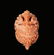 ANTIQUE VICTORIAN CORAL PENDANT
