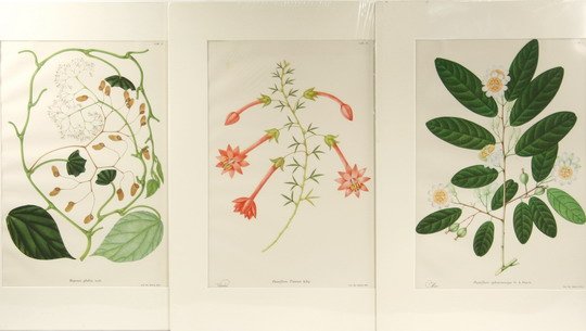 11 Lithos Flowers of Columbia Lorenzo Uribe 1955