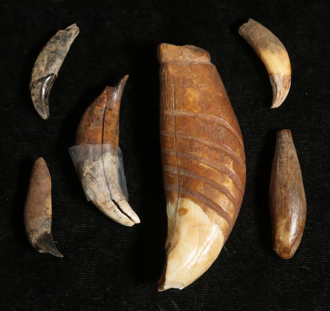 (6) ARCHAIC YUP'IK ESKIMO USED BEAR CLAWS (1 of 1)