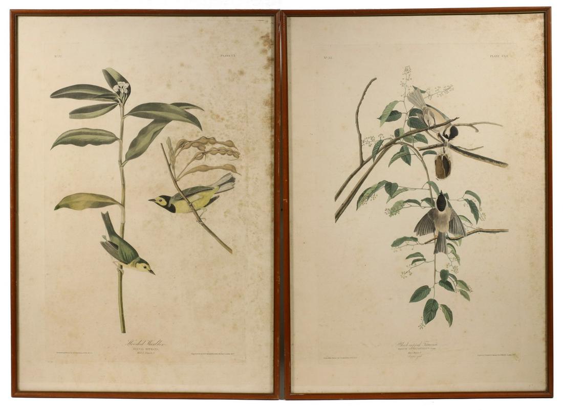 JOHN JAMES AUDUBON (NY/FRANCE, 1785-1851): (2) Havell hand colored lithos: "Plate CX, Hooded Warbler" & Plate "CLX Black-capped Titmouse", 1831 & 1833, 23 1/2" x 16" sheets, 19 1/2" x 12 1/4" impressions, in mahogany stick frames, glazed, OS: 