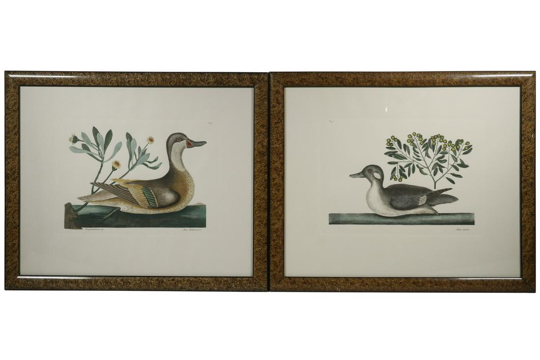 MARK CATESBY (UK, 1683-1749), AFTER: Pair of Mark Catesby hand colored engravings: "Chrysanthemum & C.; Anas Bahamensis" T93 and "Anas Minor", T98, in faux sponged frames, glazed, OS: 20" x 24", impressions: 10 1/4" x 15". Very good cond