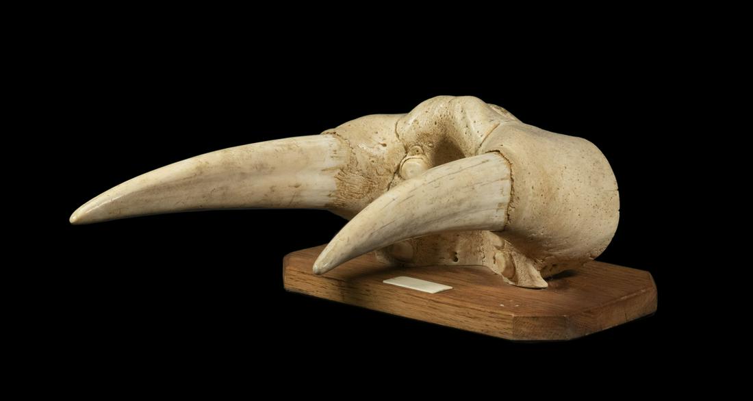 WALRUS SKULL SNOUT WITH TUSKS (1 of 4)