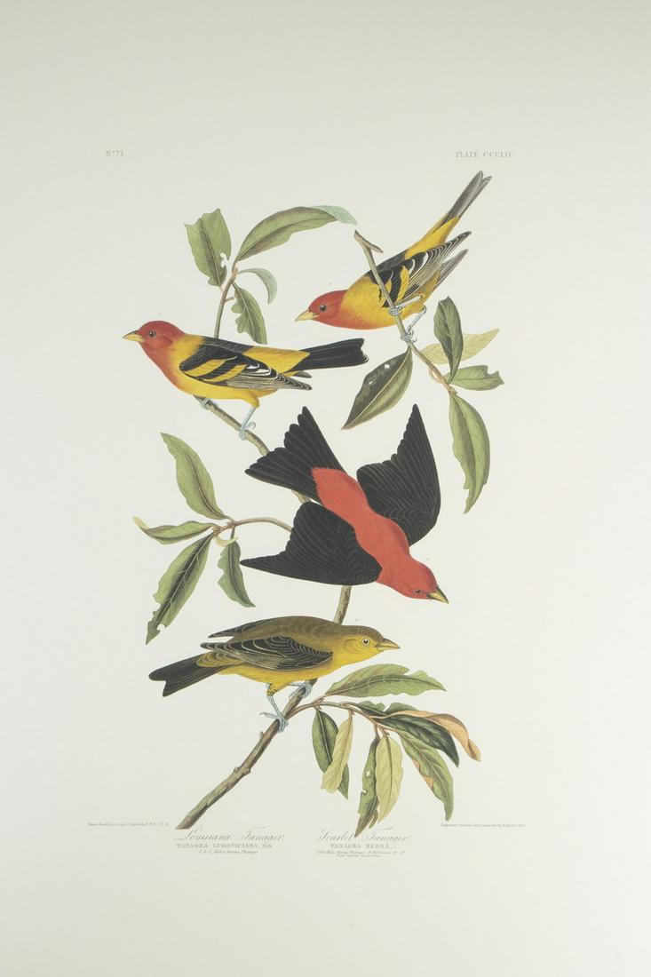 (9) AUDUBON ABBEVILLE PRESS PRINTS, EDITION 1985, (1 of 9)