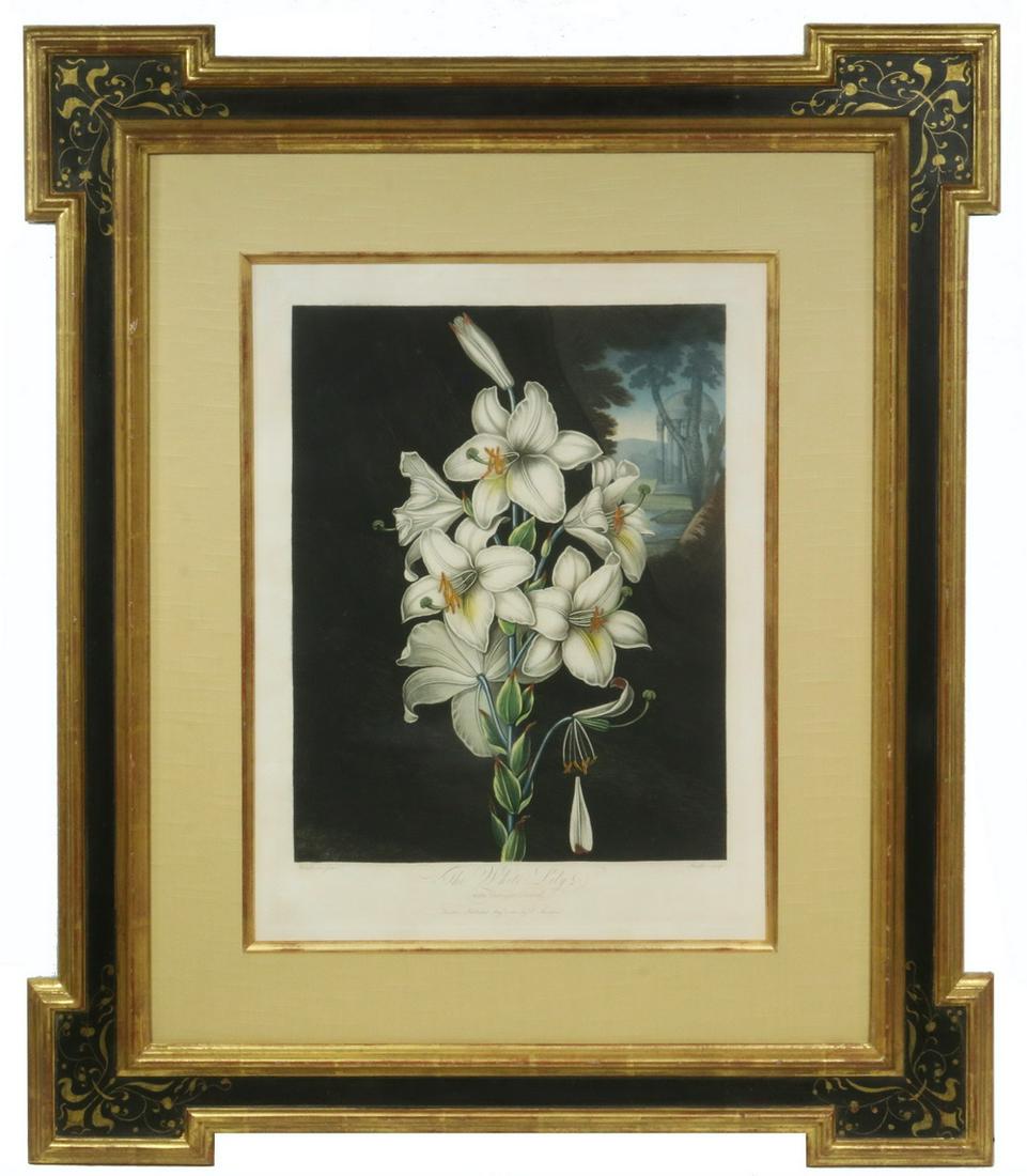 RARE BOTANICAL PRINT BY DR. JOHN ROBERT THORNTON,: "The White Lily, with Variegated Leaves", mezzotint with hand stippling, full margin, original color, London, Published August 1st, 1800, by Dr. Thornton, Henderson pinxt., Stadler sculpt. Housed in a