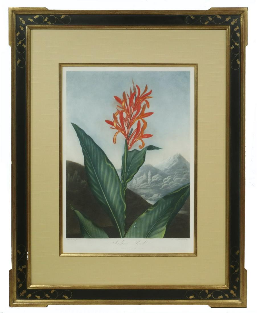 RARE BOTANICAL PRINT BY DR. JOHN ROBERT THORNTON,: "Indian Reed", mezzotint with hand stippling, full margin, original color, London, Published March 1st, 1801, by Dr. Thornton, Henderson pinxt., Caldwell sculpt. Housed in a Renaissance styled stepped