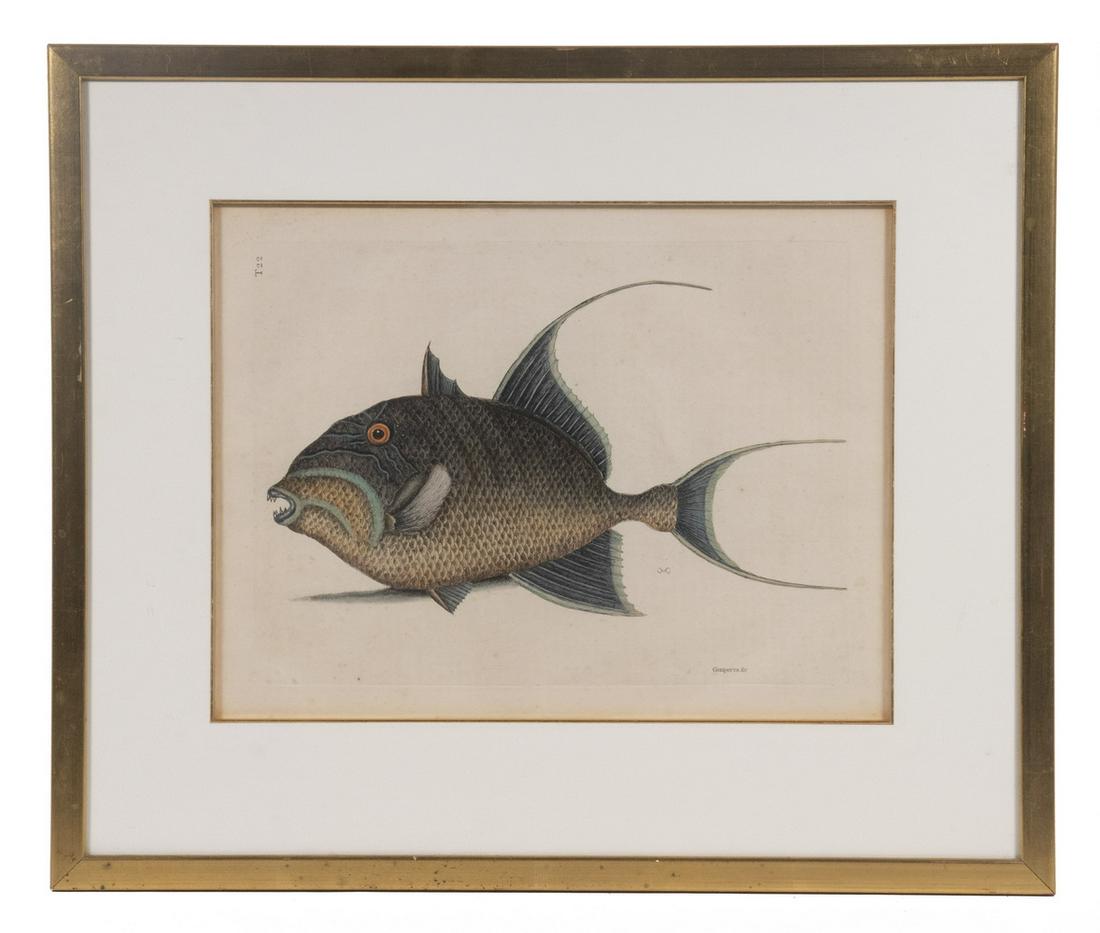 MARK CATESBY (UK, 1683-1749): "Guaperva" (Old Wife), from Mark Catesby's "The Natural History of Carolina, Florida, and the Bahama Islands" (1771). Hand colored copperplate on laid paper, in modern gold box frame, matted and glaze