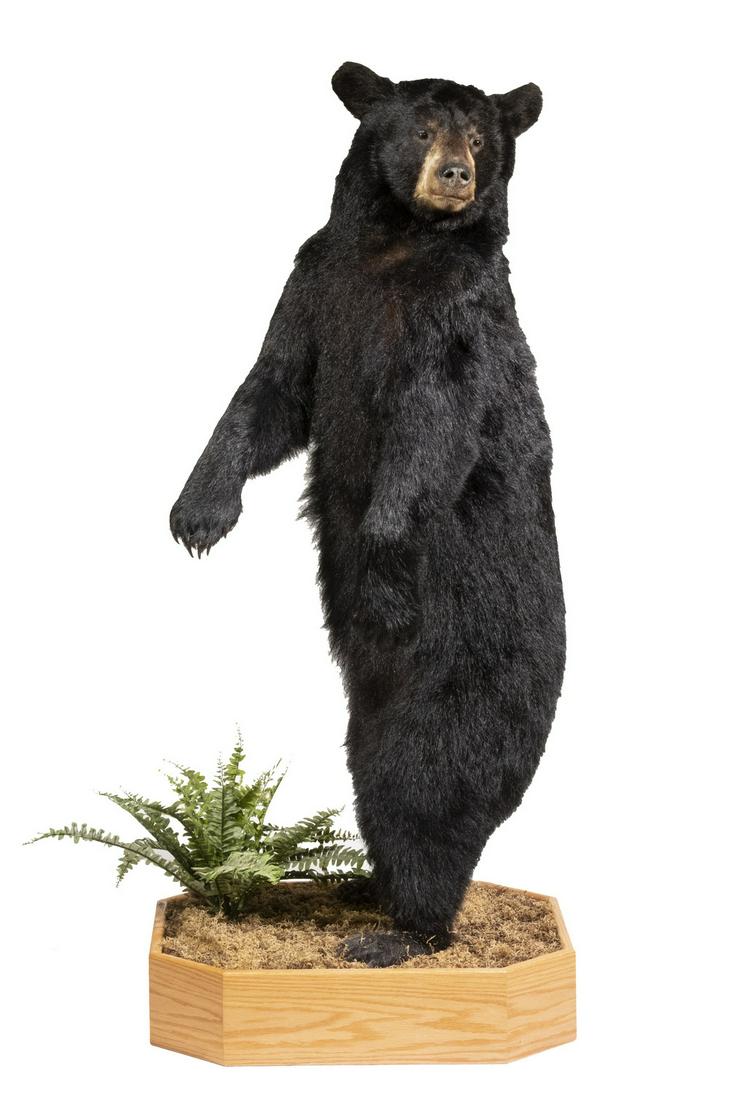 BLACK BEAR TAXIDERMY MOUNT: Standing Full Body Black Bear, with incredible life-like detail, having rich soft fur and full claws, glass eyes, set on a custom wooden base with moss and faux fern, bear only: 53" high, overall: 58