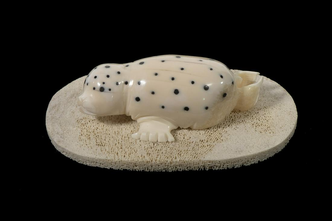 INUIT CARVING BY DENNIS PUNGOWIYI: Yuit (Siberian Yu'pik) of the Qiwaghmilt Clan, Savoonga, St. Lawrence Island, North Bering Sea, Alaska. Carving of a Seal in walrus ivory with baleen spots, on a section of walrus bone, initialed, 1 1