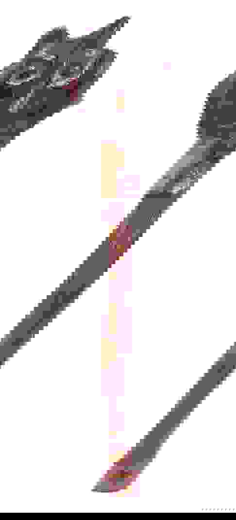 Penobscot War Club, Circa 1890 Auction