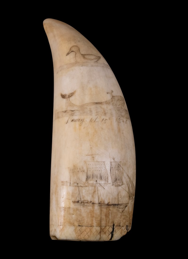 DATED 1846 SCRIMSHAWN LARGE WHALE'S TOOTH: Having four subjects: "S. Mary getting underway at Sydney, N.S.W. March 3rd, 1846"; Surfacing Whale and longboat, marked "S. Mary, Oct 15, 1846"; Unidentified American Whaler at half sail; a seagull. 