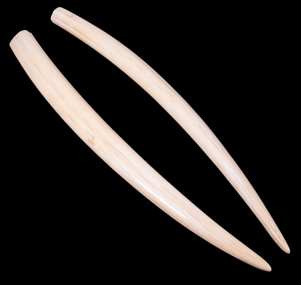 PR OF 19TH C. WALRUS TUSKS (1 of 2)