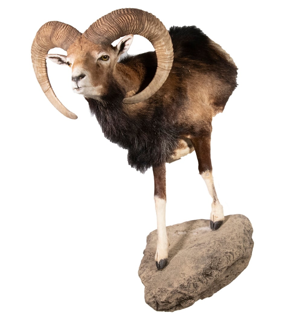 MOUFLON RAM TAXIDERMY MOUNT: Half Body Mount Standing Ram Sheep, astride a faux rock, with large horns, glass eyes and excellent hair quality, ram only: 35" high, overall: 39" high. Good condition.
