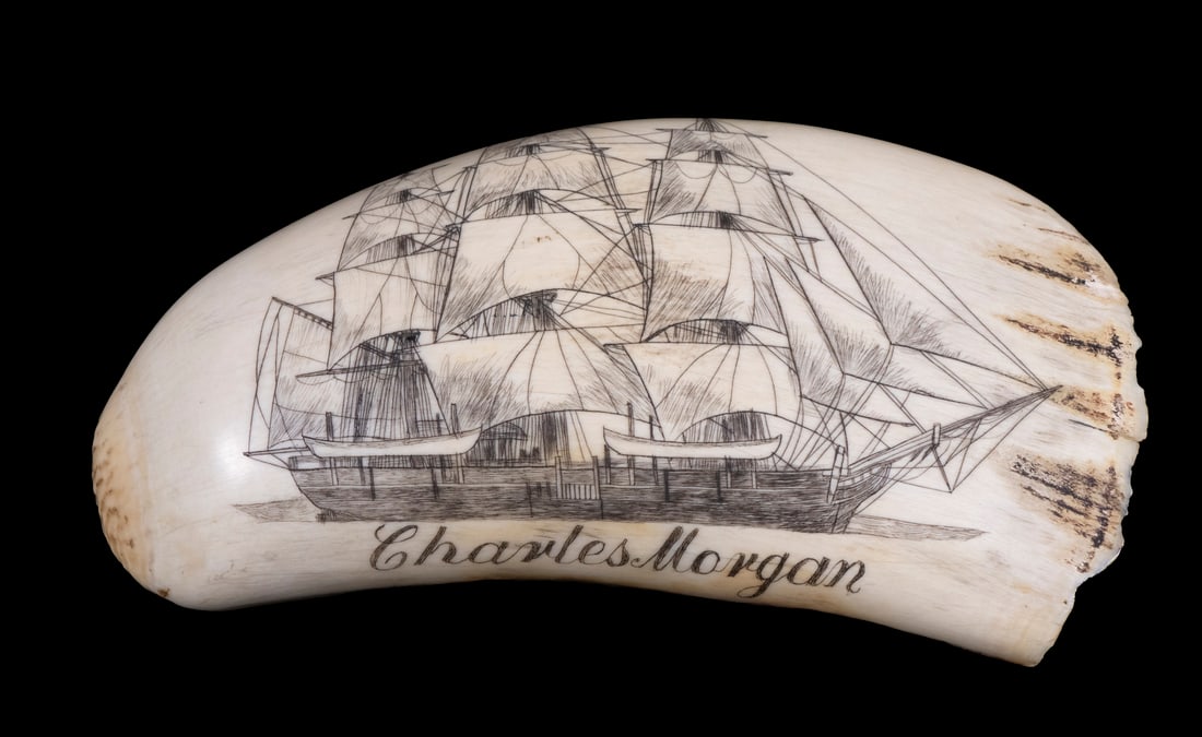 SCRIMSHAWN WHALE'S TOOTH: Portrait of the only surviving Whaler: The "Charles Morgan", restored and berthed at Mystic Seaport in Connecticut. 5 1/2" long.