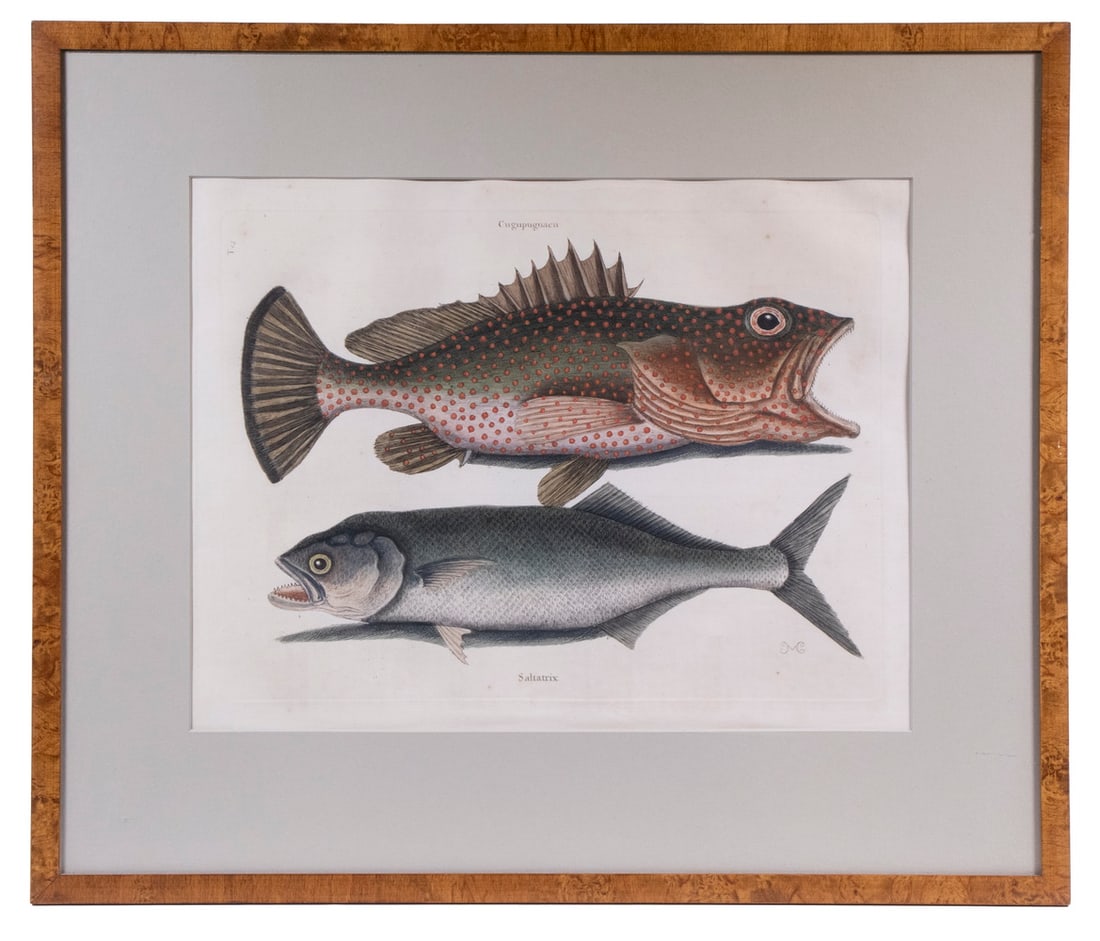 18TH C. FISH PRINT by MARK CATESBY (UK,1683-1749): Cugupuguacu & "Saltatrix", on one sheet, handcolored copperplate engraving on wove paper, with 'MC' monogram lower right, likely from "Natural History of Carolina, Florida and the Bahama Islands." (17