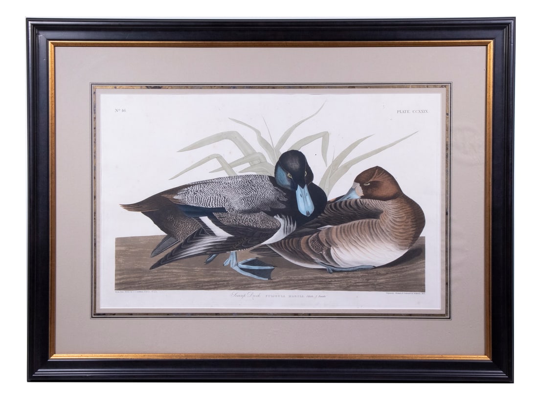 JOHN JAMES AUDUBON (NY/FRANCE, 1785-1851): Scaup Duck, No 46, Plate CCXXIX, from North American Birds, hand colored engraving by R Havell, 1834, on wove paper with impression mark, housed in a black molded frame with linen liner, French-ruled