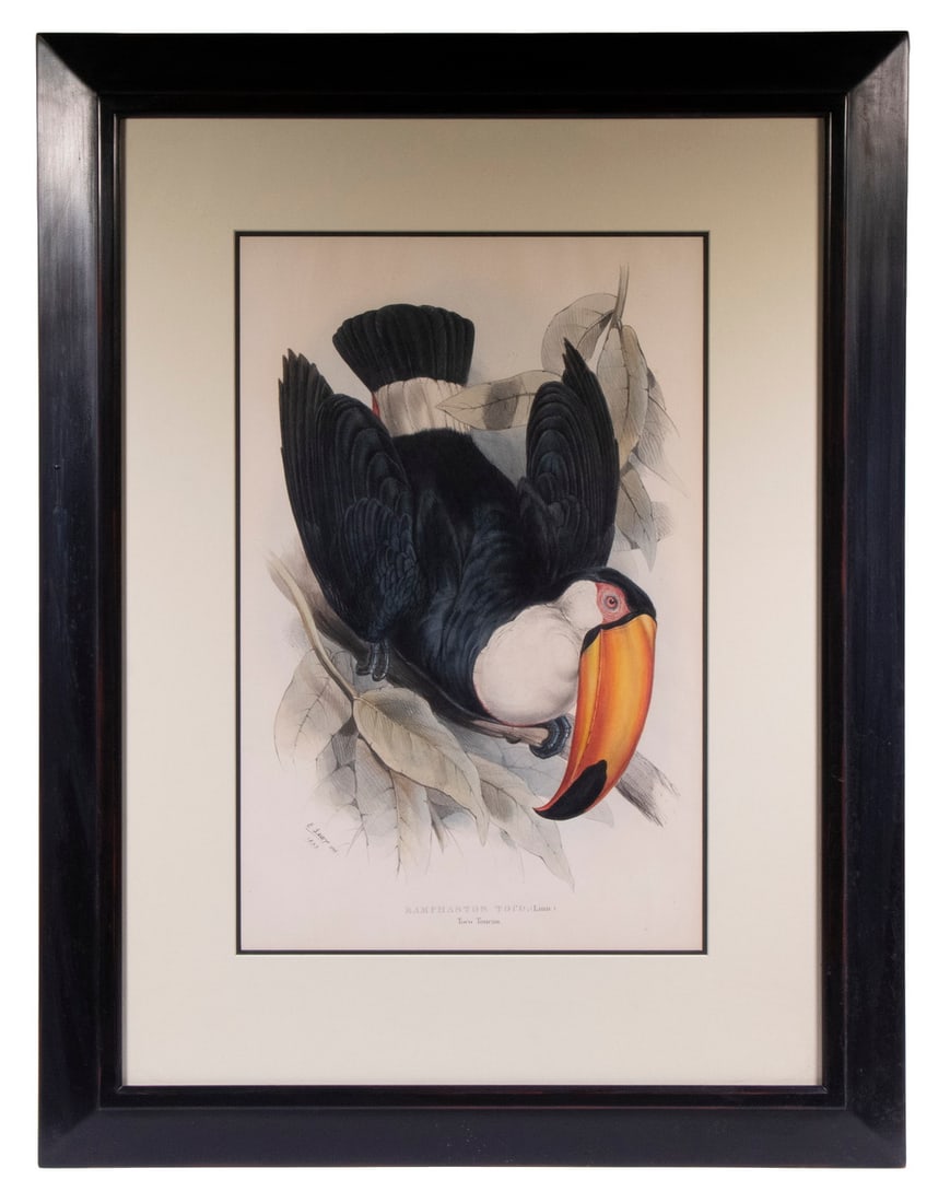 LARGE TOUCAN PRINT, FRAMED: Ramphastos Toto, 1833, after Edward Lear, (UK/Italy, 1812-1888), hand colored litho, signed and dated in print lower left, in black ogee frame, matted under glass, OS: 32" x 24 1/2", SS: 20" x 13".