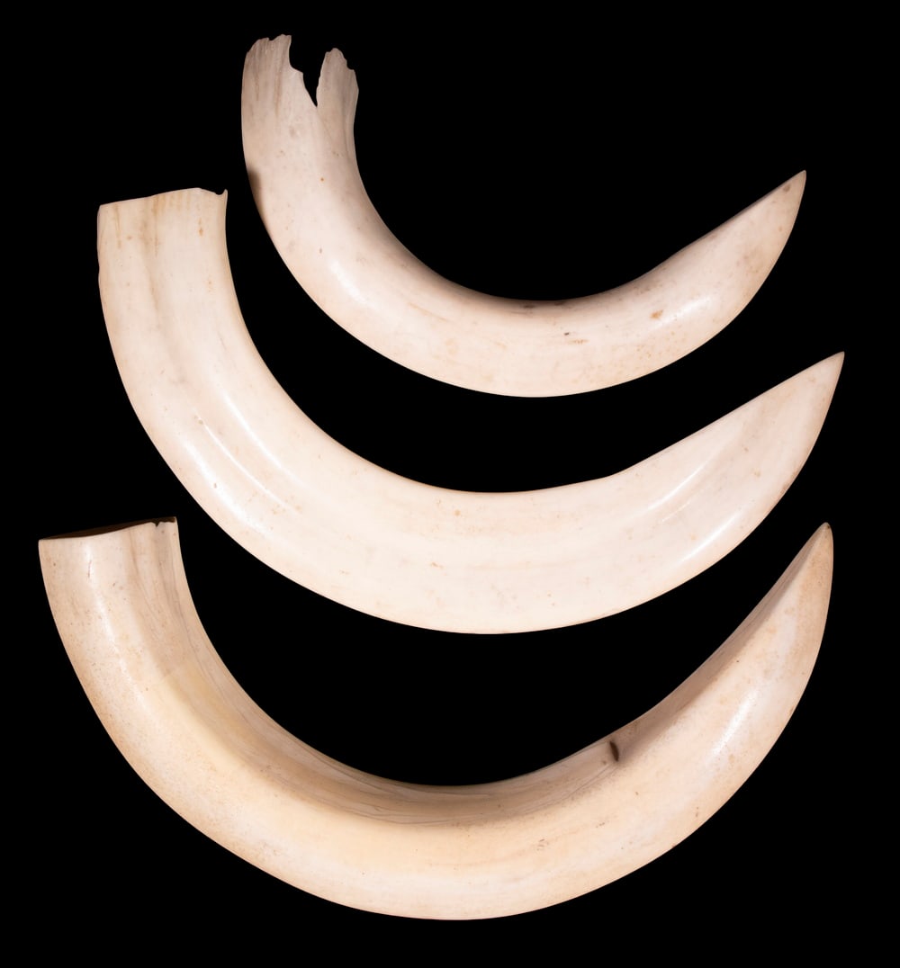 (3) WILD BOAR TUSKS: Pair and a single, raw, cleaned, unpolished. 13" & 10".