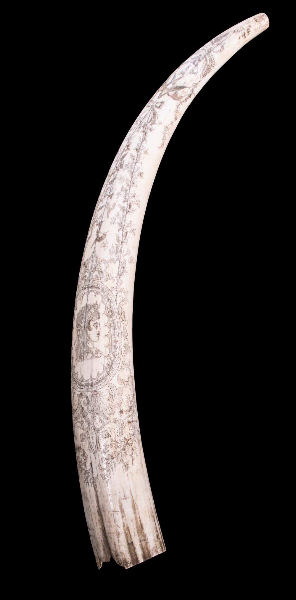 19TH C. SCRIMSHAWN WALRUS TUSK: Large tusk with profile bust portrait of a young woman in an oval frame, backed by cascading vine tendrils, a dove descending at top, smaller birds and butterflies throughout, 24" long, missing tip, o