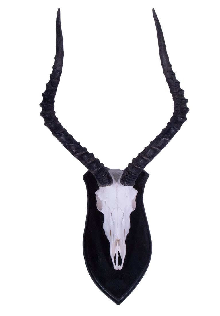IMPALA SKULL ON MOUNT: Roughly 24" x 15" x 16".