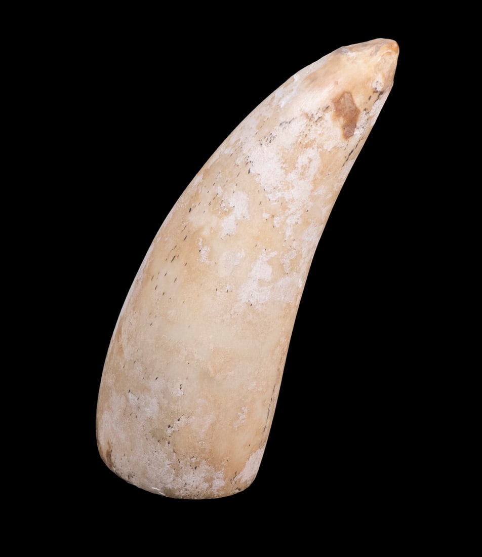 19TH C. FOSSIL IVORY TOOTH: Juvenile Whale Tooth, with label that reads 'Found 1860s Dig, S.F. Area'. 3" long.