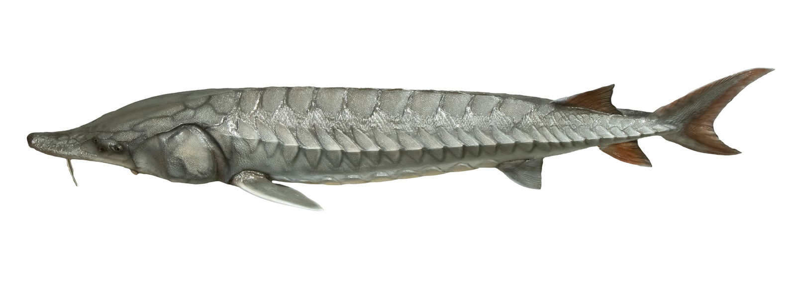 STURGEON FISH TAXIDERMY REPRODUCTION (1 of 1)