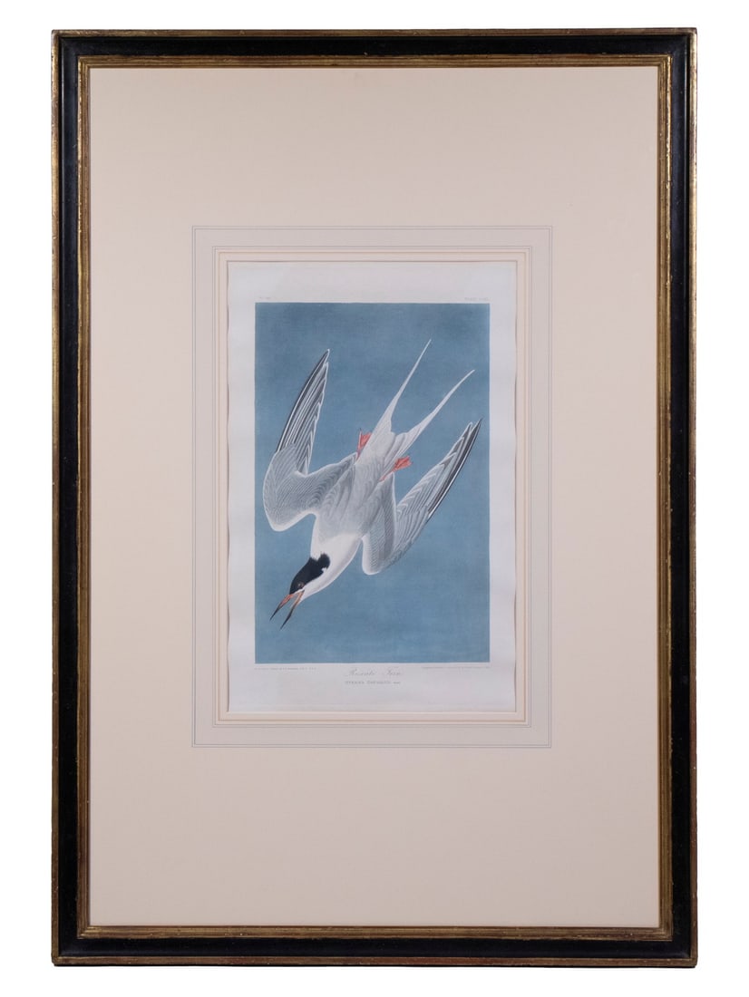 JOHN JAMES LAFOREST AUDUBON (NY/FRANCE, 1785-1851): Roseate Tern, Sterna dougallii, coloured engraving by Robert Havell, London, 1835, Plate 240 from 'Birds of America' published 1827-38. Kennedy Galleries label verso. In gold and black molded frame, u
