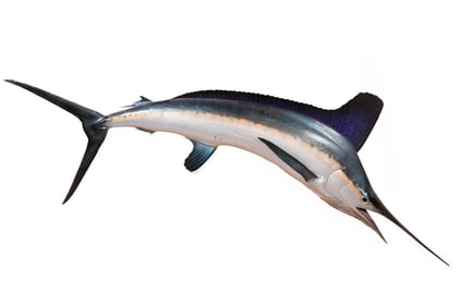 1956 TAXIDERMY FISH MOUNT BY AL PFLUEGER, FL