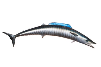 1956 TAXIDERMY FISH MOUNT BY AL PFLUEGER, FL