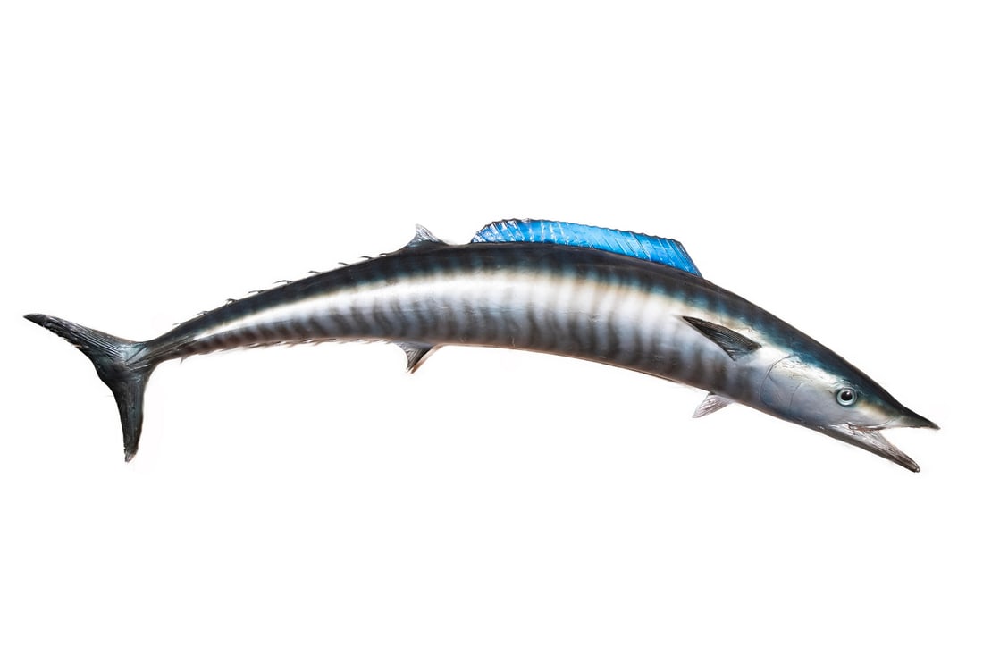 1956 TAXIDERMY FISH MOUNT BY AL PFLUEGER, FL (1 of 3)