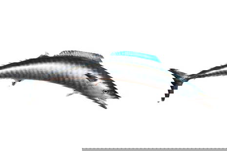 1956 TAXIDERMY FISH MOUNT BY AL PFLUEGER, FL: Barracuda, wall hanger, 64" (5'-11") long. Labels on damaged crate identified Taxidermist Al Pflueger (1903-1962) of 15900 E. 6th Ave, North Miami, Florida; he was a Member of the Taxidermy Hall of Fa