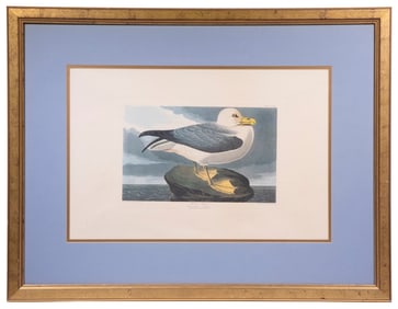 AUDUBON RESTRIKE, FRAMED