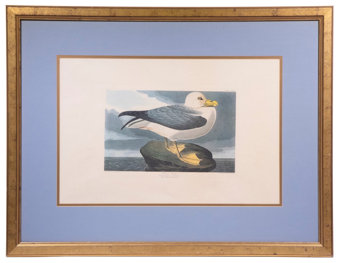 AUDUBON RESTRIKE, FRAMED: Fulmar Petrel, plate CCLXIV, elephant folio, hand colored engraving, 1960's restrike from the original plate, in gold frame, under grey mat and glass. Converted dimensions: Sight: 12 1/4 x 19 1/4 in.