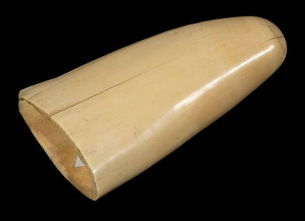 UNUSED LARGE SPERM WHALE TOOTH: Cleaned and polished, minor hairlines. A fine scrimshanders blank.Converted dimensions: Tall: 6 1/2 in. (16.5 cm.)