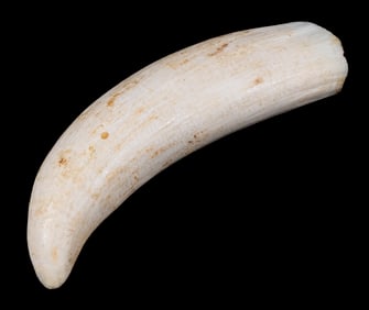 BLANK SCRIMSHAW BASE