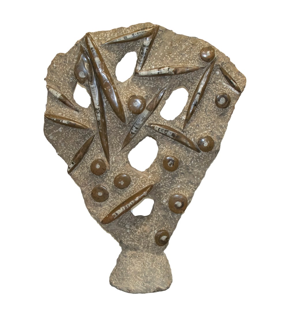 LARGE FLOOR STANDING RELIEF CARVED BED OF FOSSILS: Moroccan Clustered bed with relieved Pyritized Ammonites and Marcasite Crinoids in iron carbonite ground with some piercing, free-standing, very heavy. Converted dimensions: 47 x 37 x 14 in. (119.4 x